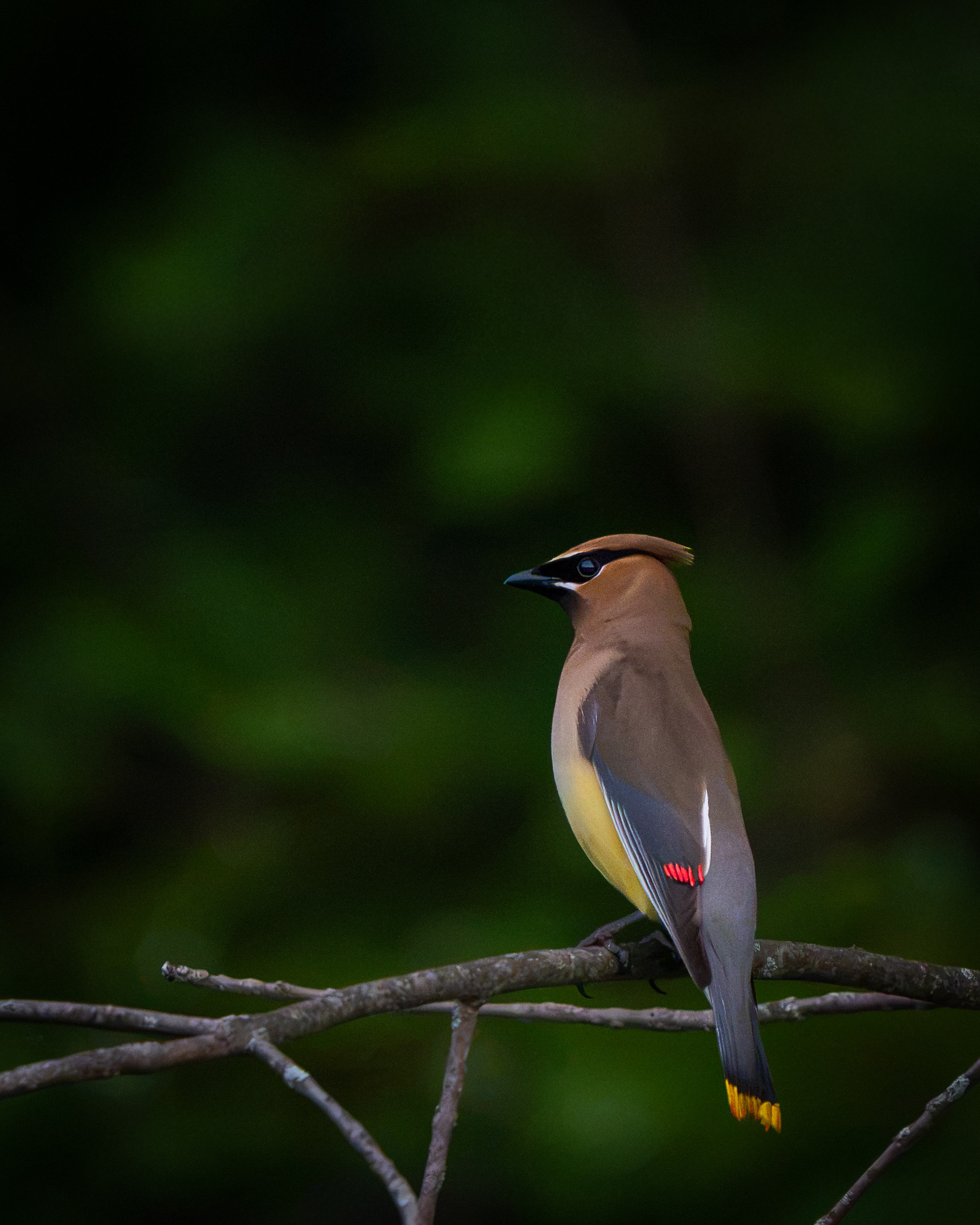 Cedar Waxing - Metamora, Michigan