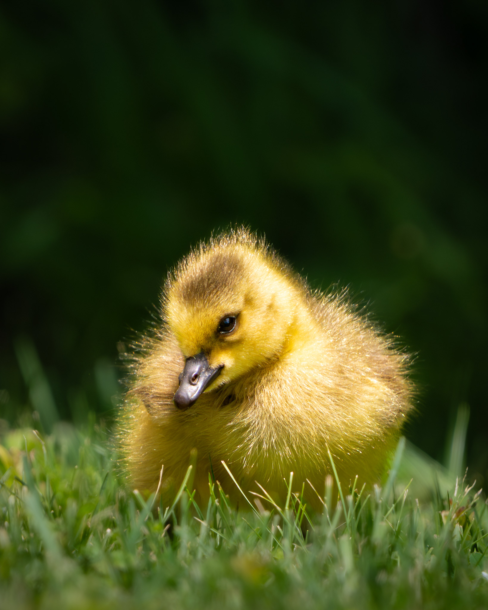 Canadian Goose Gosling - Rowden Park