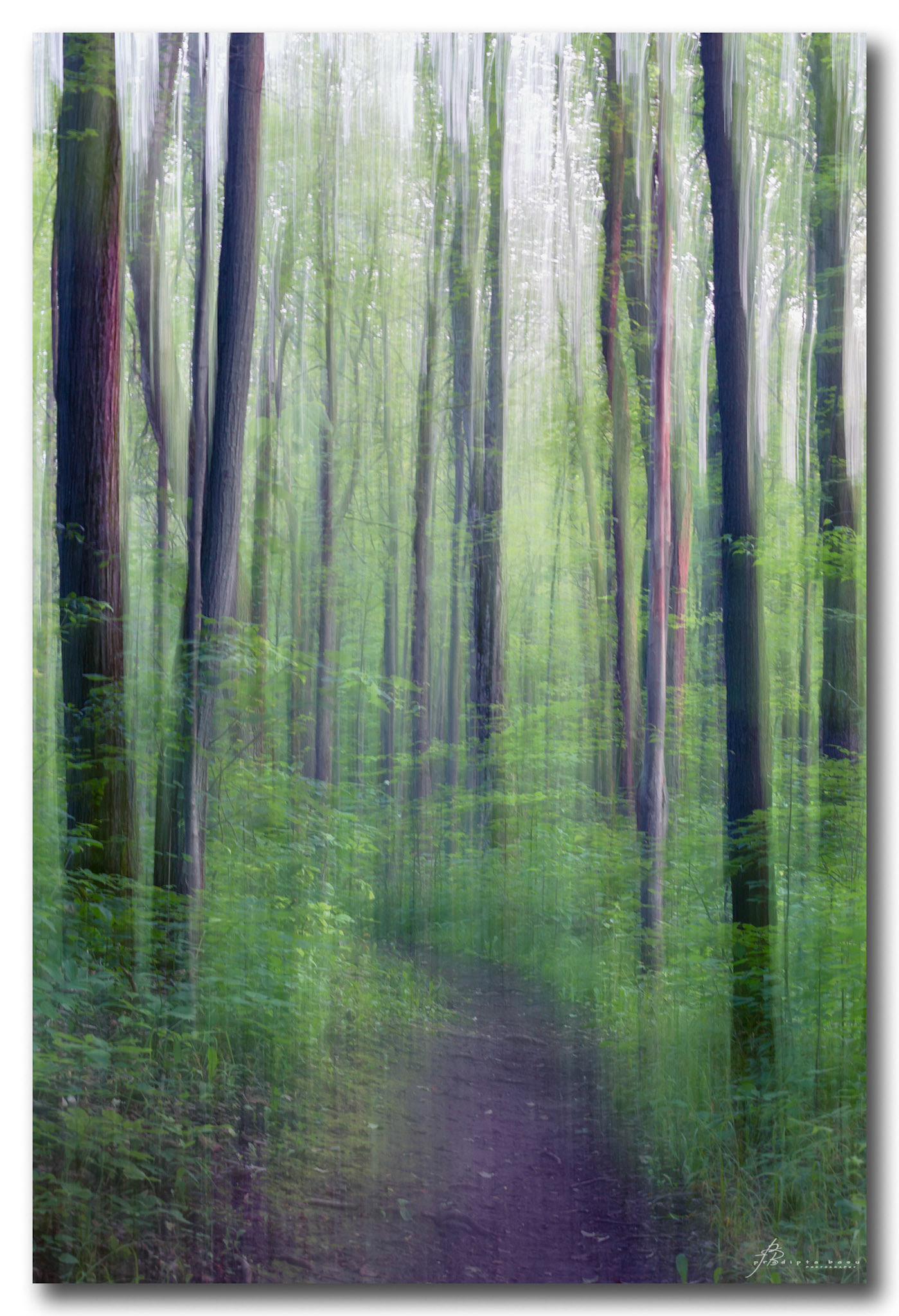 Wandering in the woods