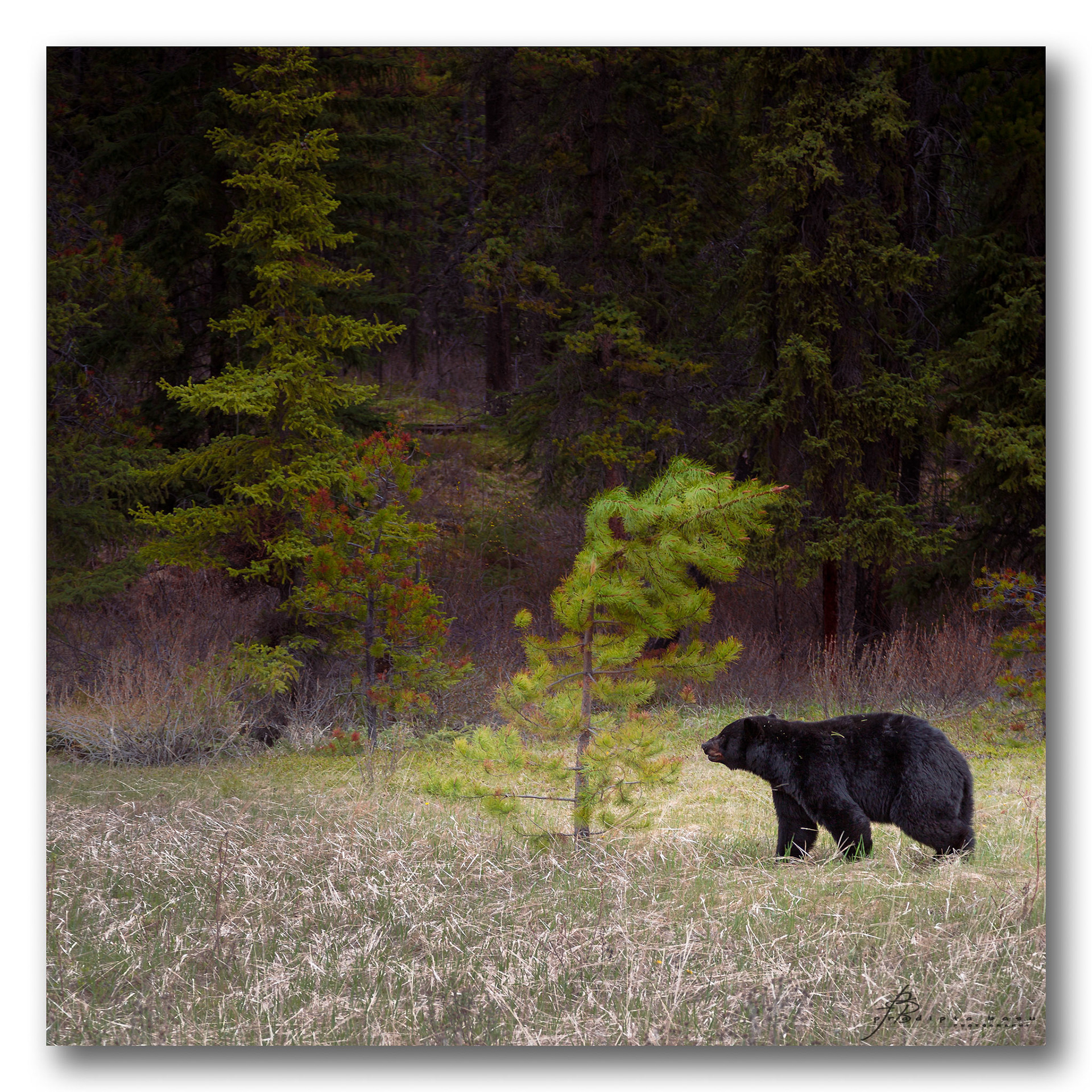 Black Bear at Canadian Rockies