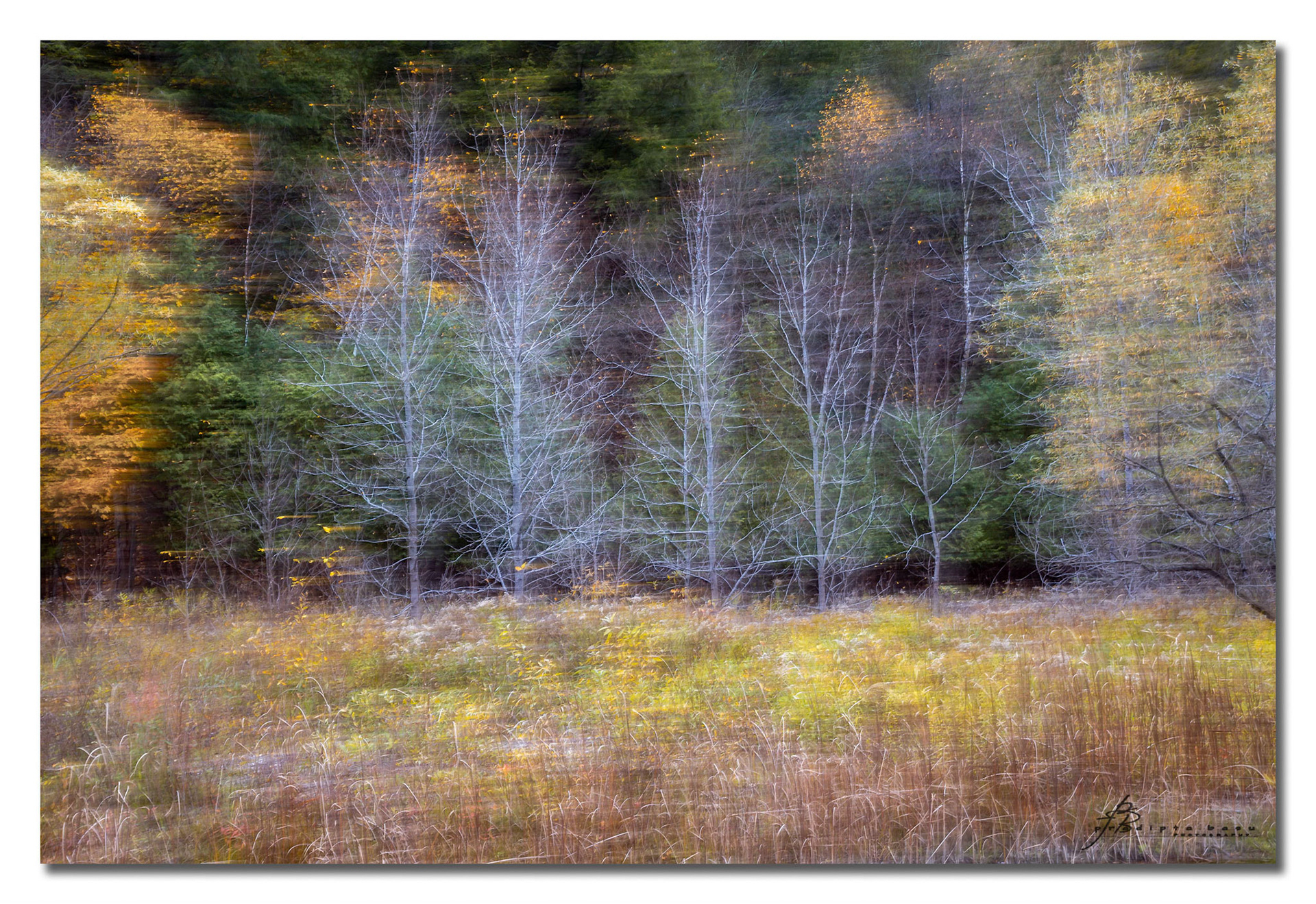It was the end of fall and most trees had already shed their leaves. The frost and wintery weather had even turned the grass yellow and dry. After several failed attempts, I was able to capture the brush stroke effect in a unique yellowish colour palette. This image is more of an impressionist style painting than a photograph.
