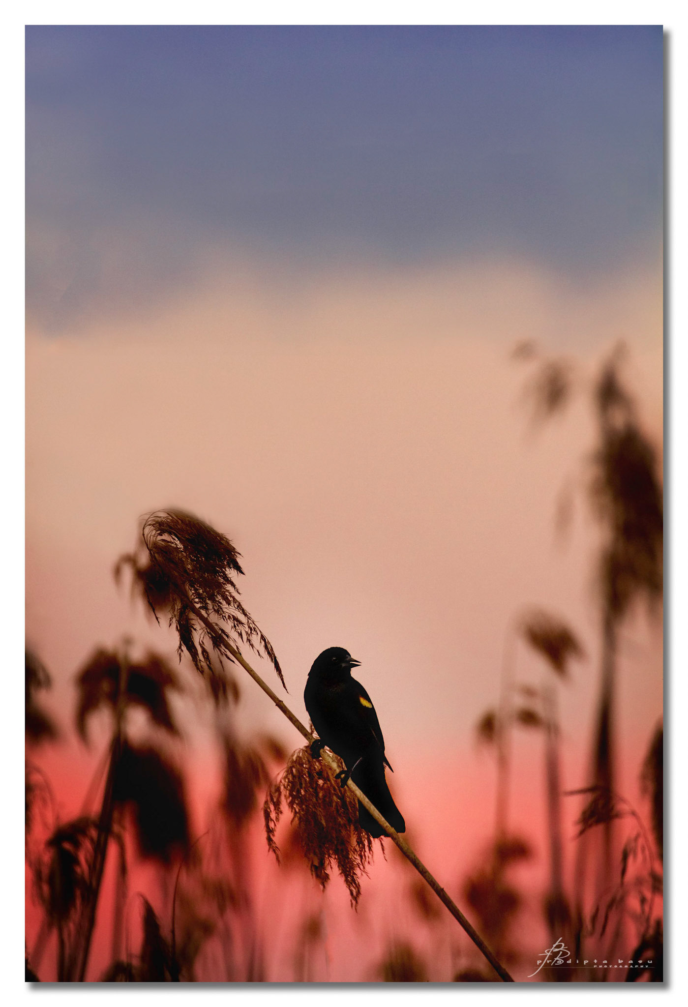 A Red-winged blackbird‎ during sunset at a trail near home.