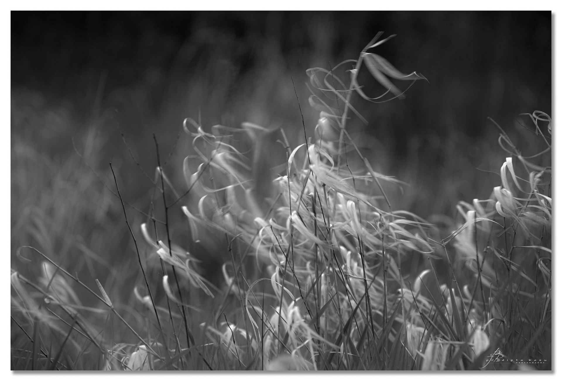 Breeze