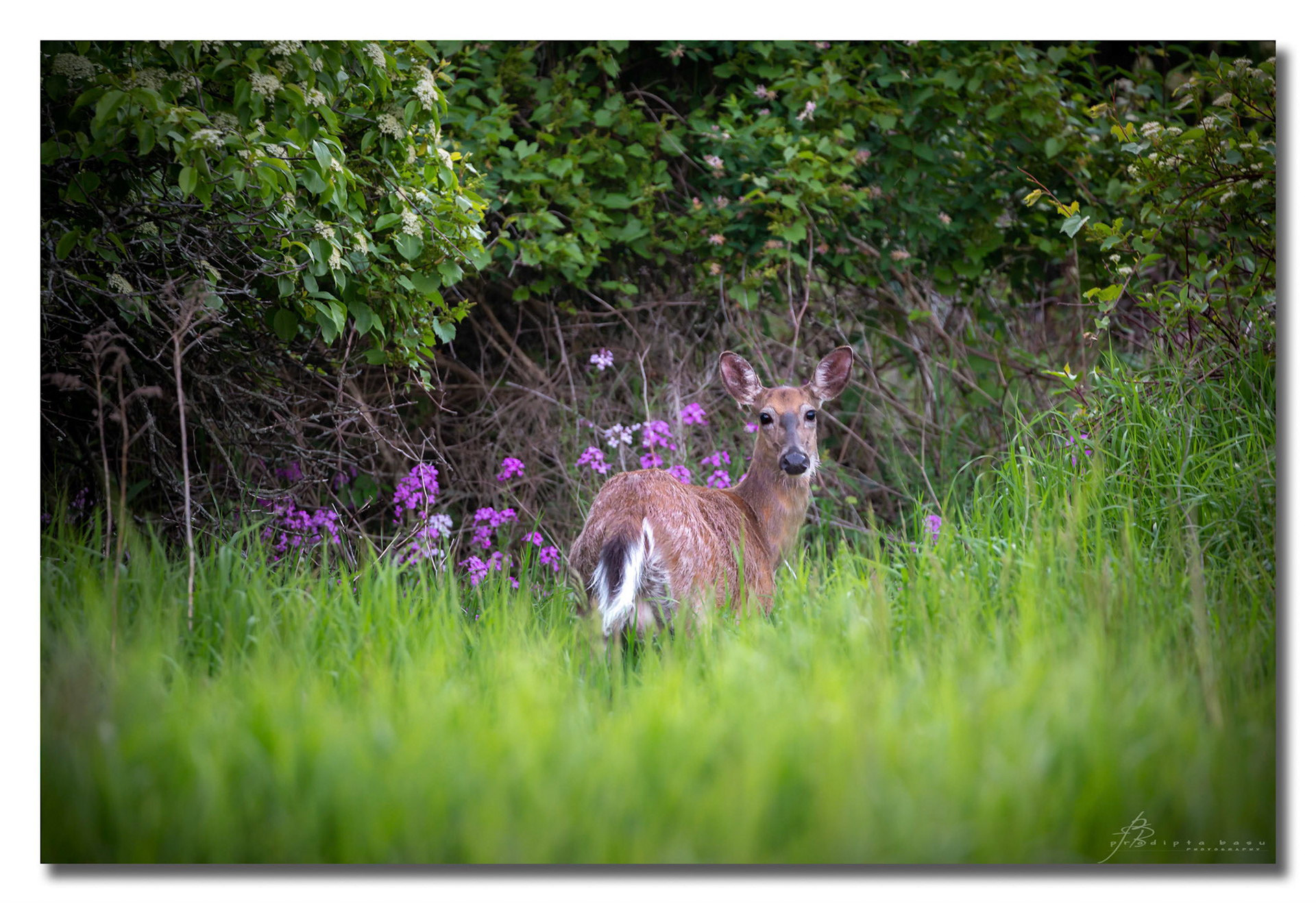 White-tailed deer with spring foliage at Lynde Shore Conservation Area