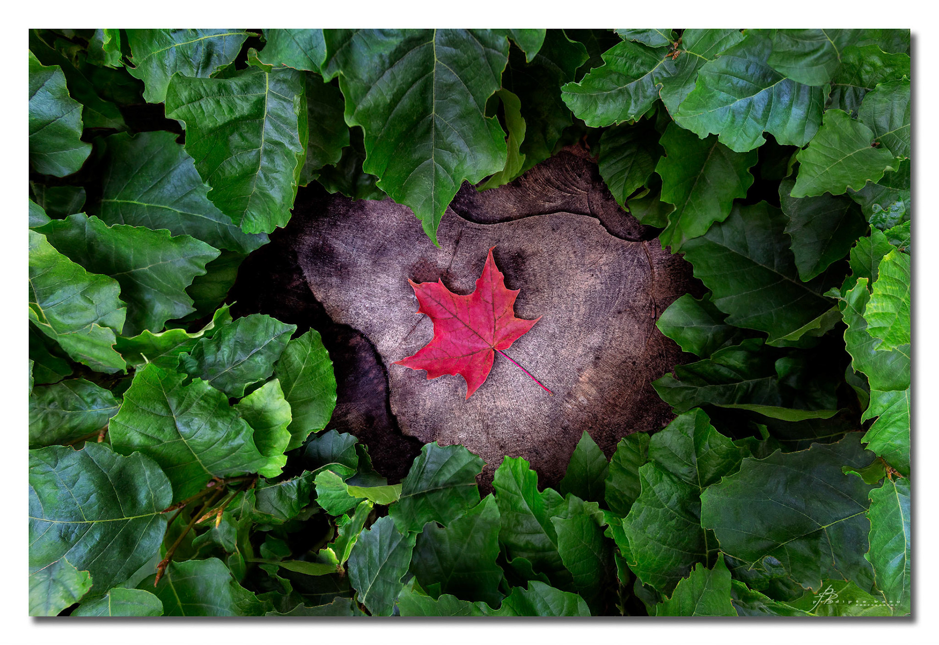 A tree stump, green foliage and isolated leaf share a story of changing seasons.