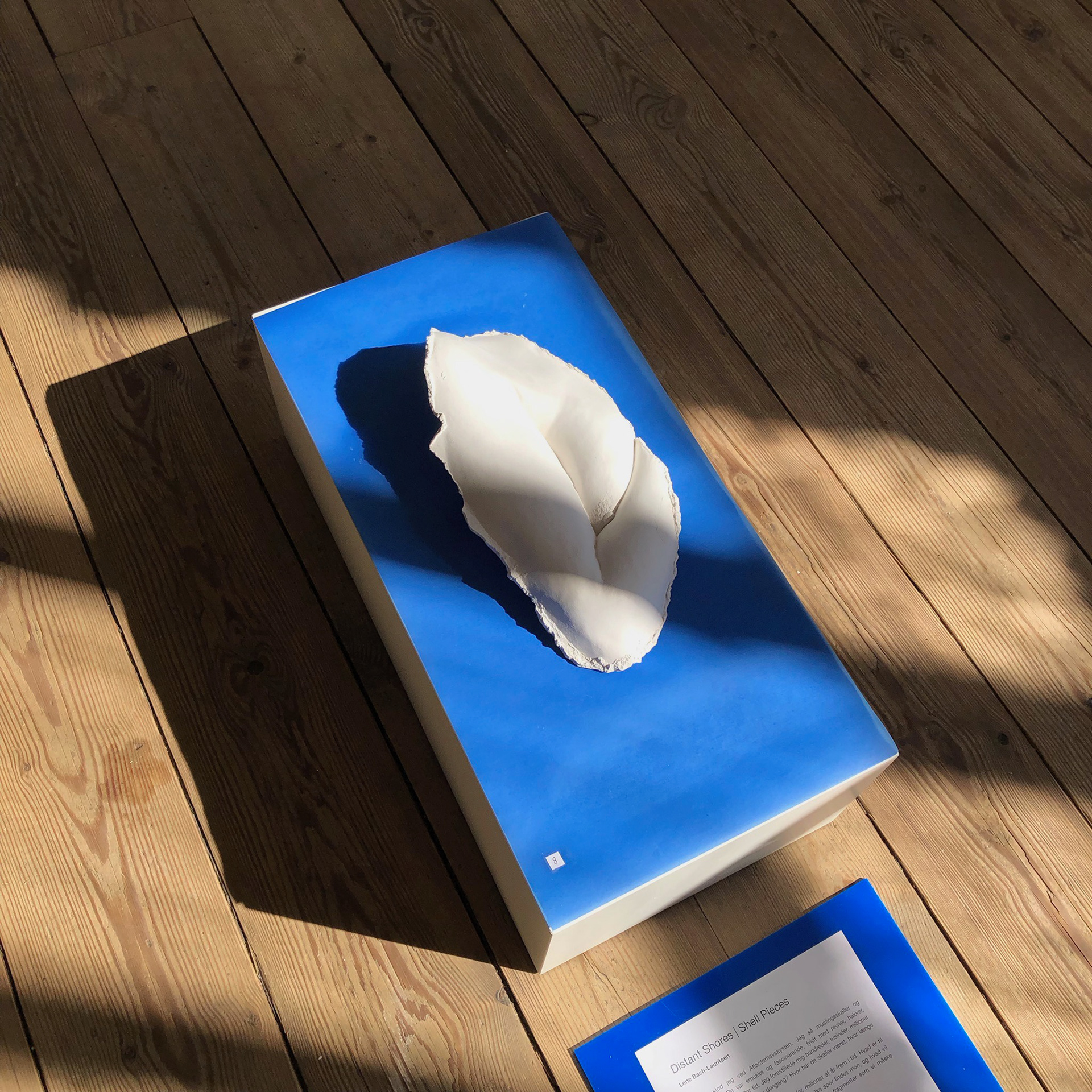 Lene Bach-Lauritsen Distant Shores | Shell Pieces, Shell Piece # 01.15