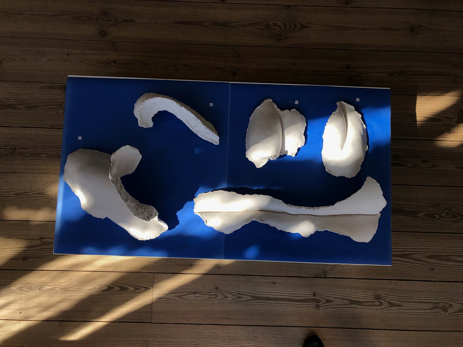 Lene Bach-Lauritsen Distant Shores | Shell Pieces, Shell Piece # 01.12, # 01.14, # 01.04, # 01.05, # 02.01