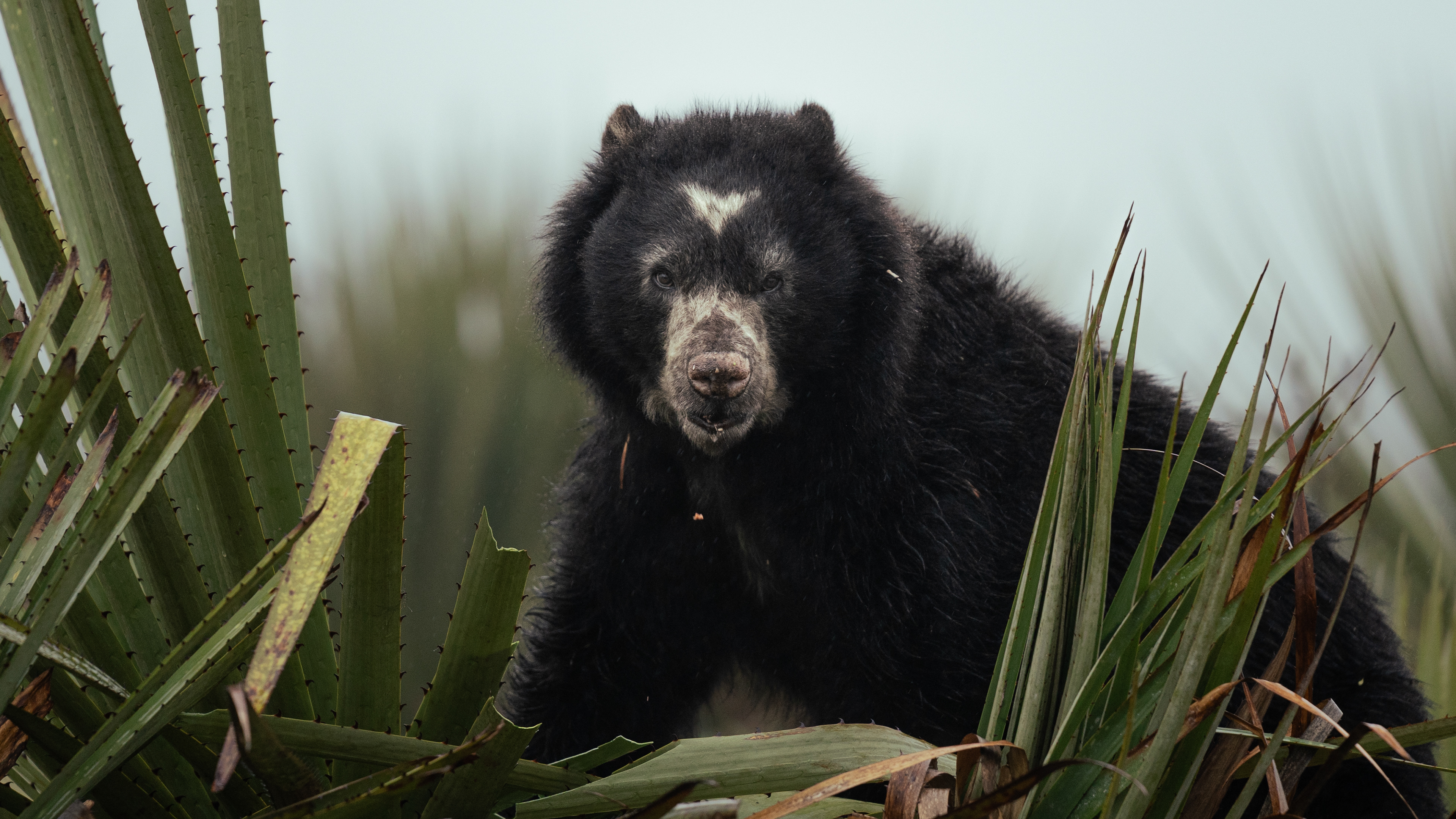 Oso de anteojos - Tremarctos ornatus
