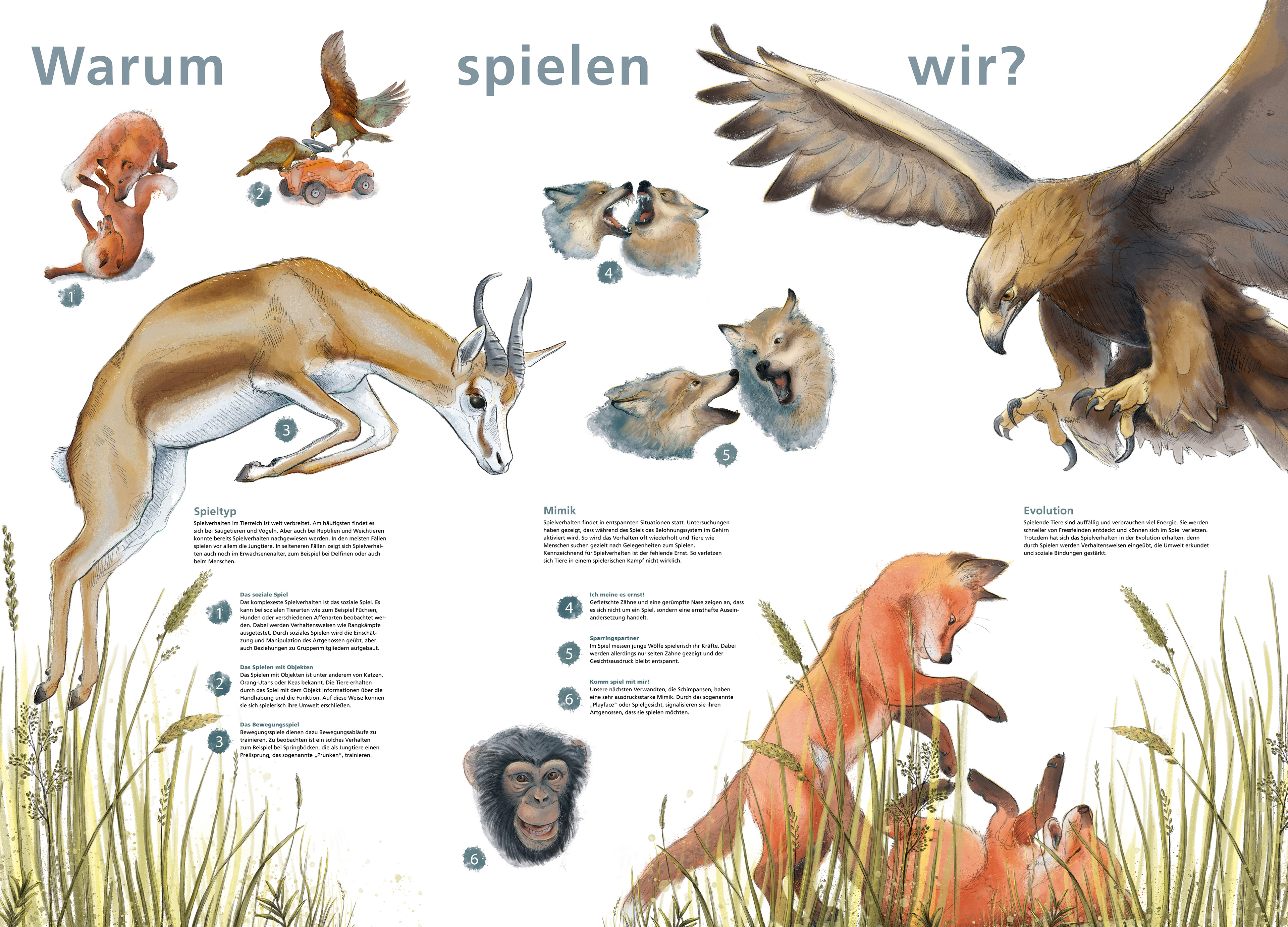 Großflächige Infotafel die verschiedenste Tiere in ihrem Spielverhalten abbildet.  Detailliert werden verschiedenste Spieltypen und Mimik aufgezeigt. 