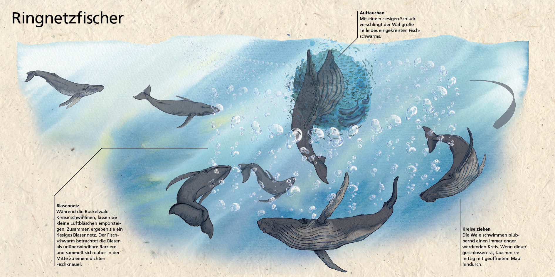 Die Infografik beschreibt die Jagdstrategie der Buckelwale als Ringnetz fischen. Die Wale ziehen Kreise um den Fischschwarm und erzeugen ein Blasennetz, welches die Fische für unüberwindbar halten.  Mit einem riesigen Schluck während des Auftauchens verschlingen die Wale die eingekreisten Fische.