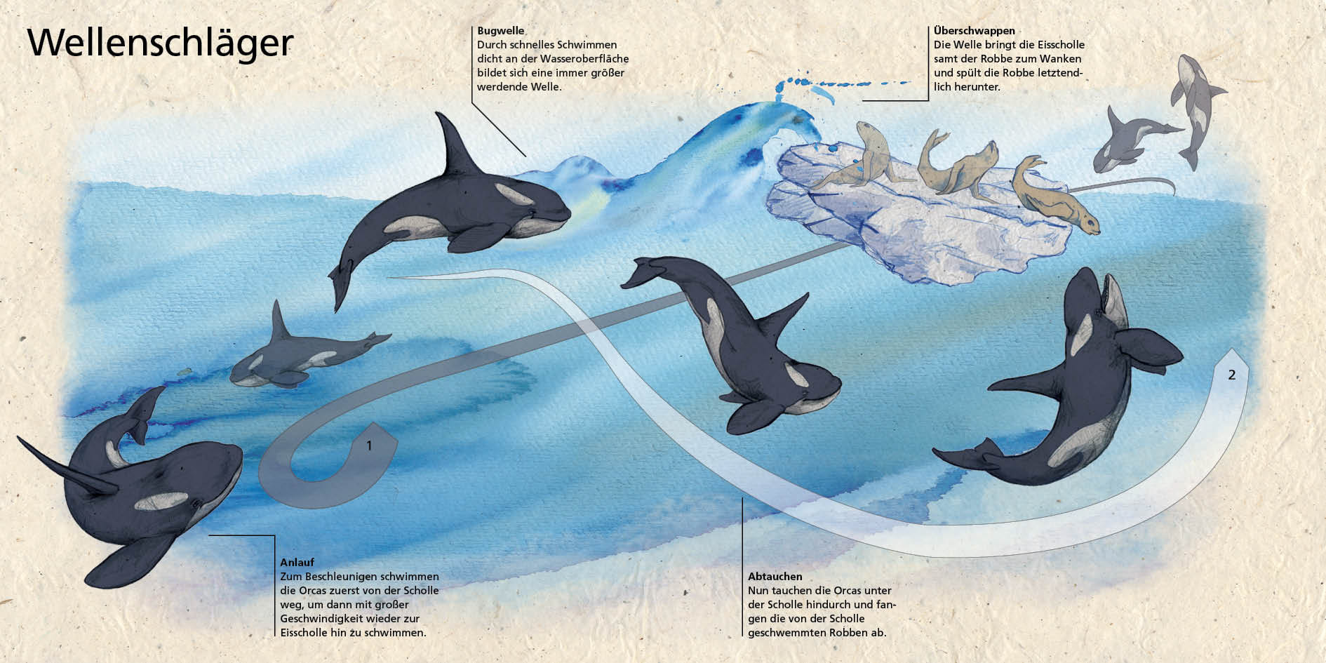 Die Infografik beschreibt die Jagdstrategie der Orcas als Wellenschläger. Die Tiere erzeugen eine Bugwelle die Robben von der Eischolle schwemmt.
