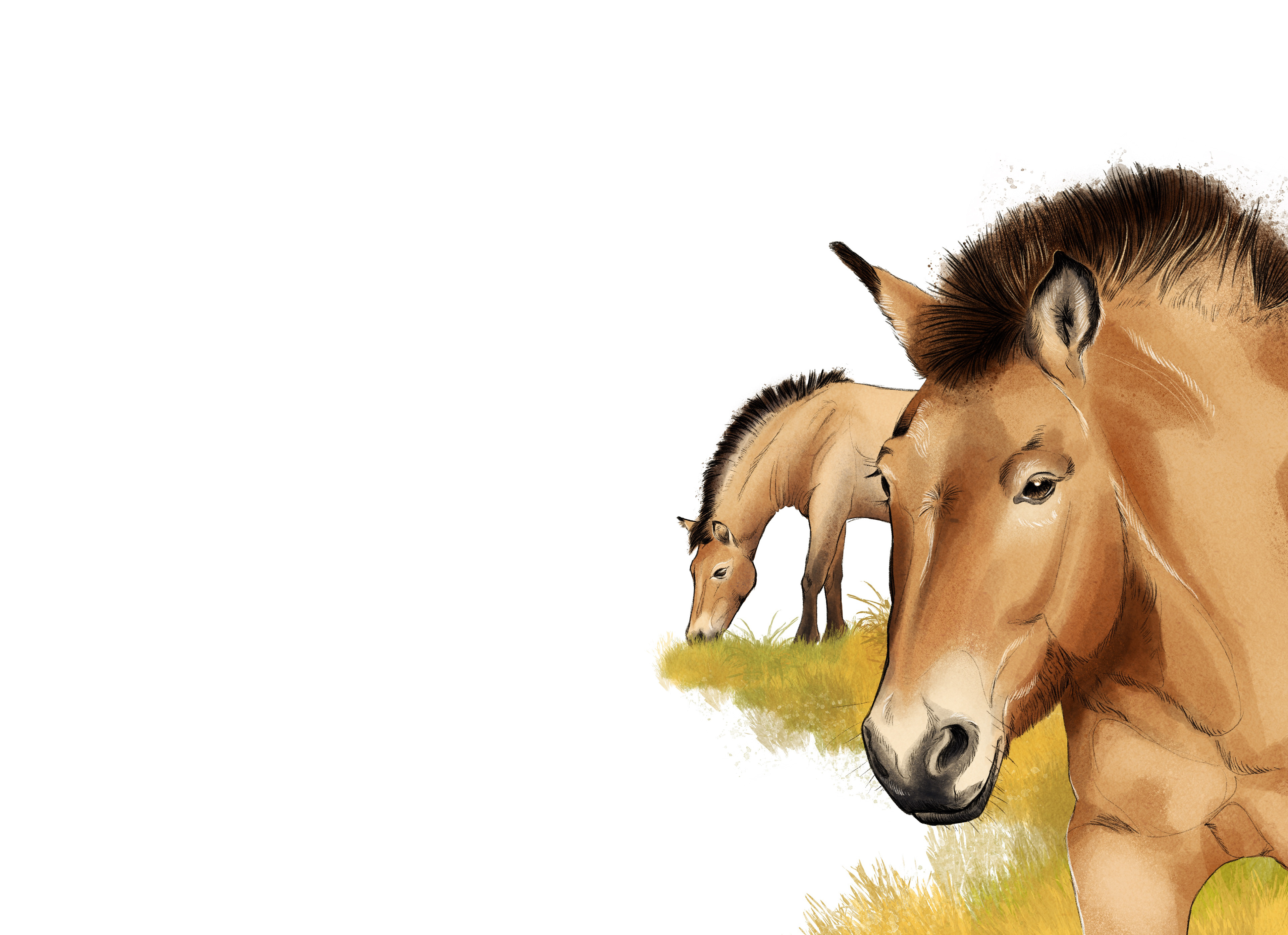 Zwei Przewalski-Pferde, eines grasend und eins im Vordergrund.