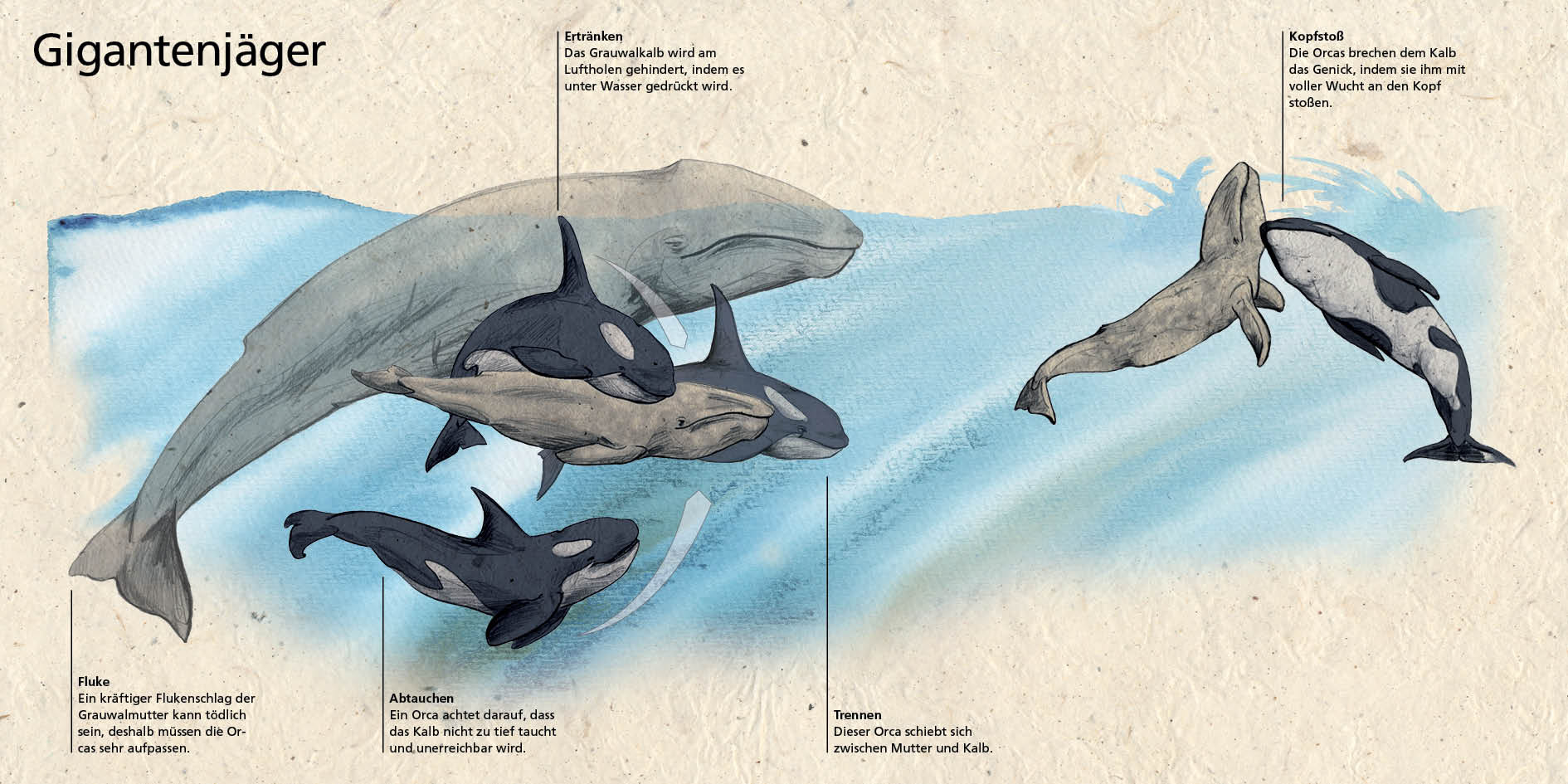 Infotafel beschreibt Orcas als Giganentjäger, da sie Jagd auf größere Wale machen.