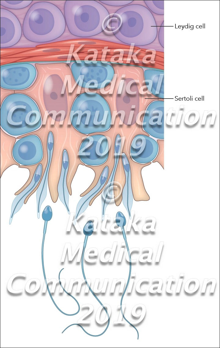 Seminiferous tubules contain epithelium consisting of Sertoli cells that envelop and support germ cells undergoing progressive differentiation and development into mature spermatozoa. Leydig cells produce testosterone in the presence of luteinizing hormone.