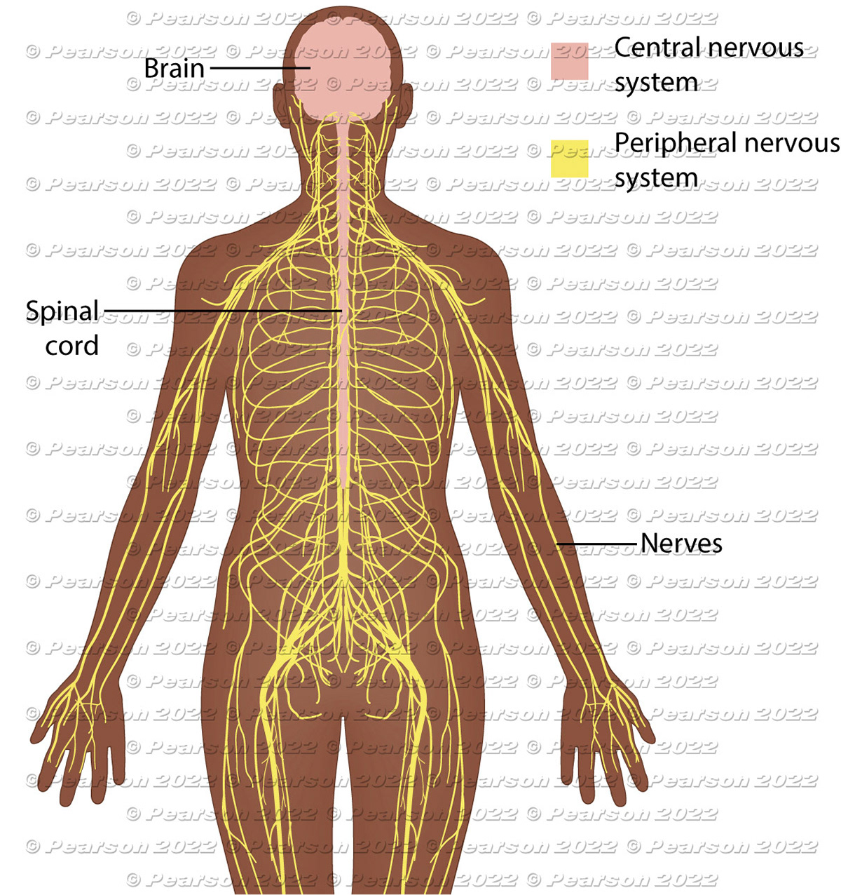 Human nervous system