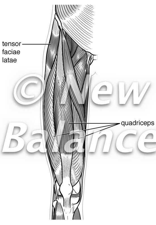Quadriceps