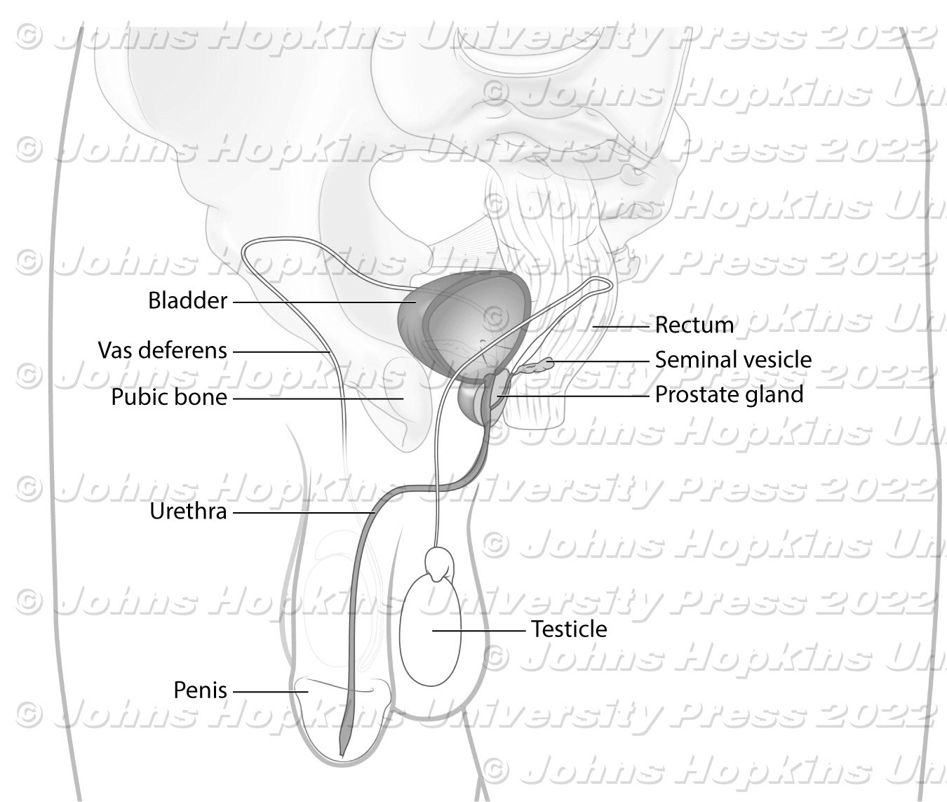 Male reproductive and pelvic anatomy