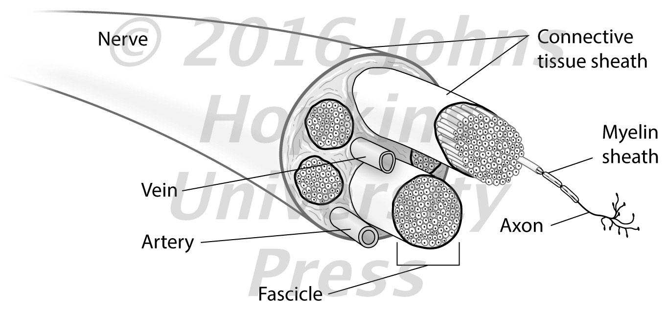 Nerve structure