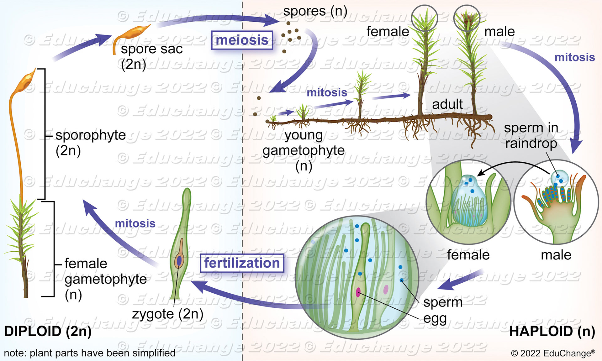 Moss life cycle