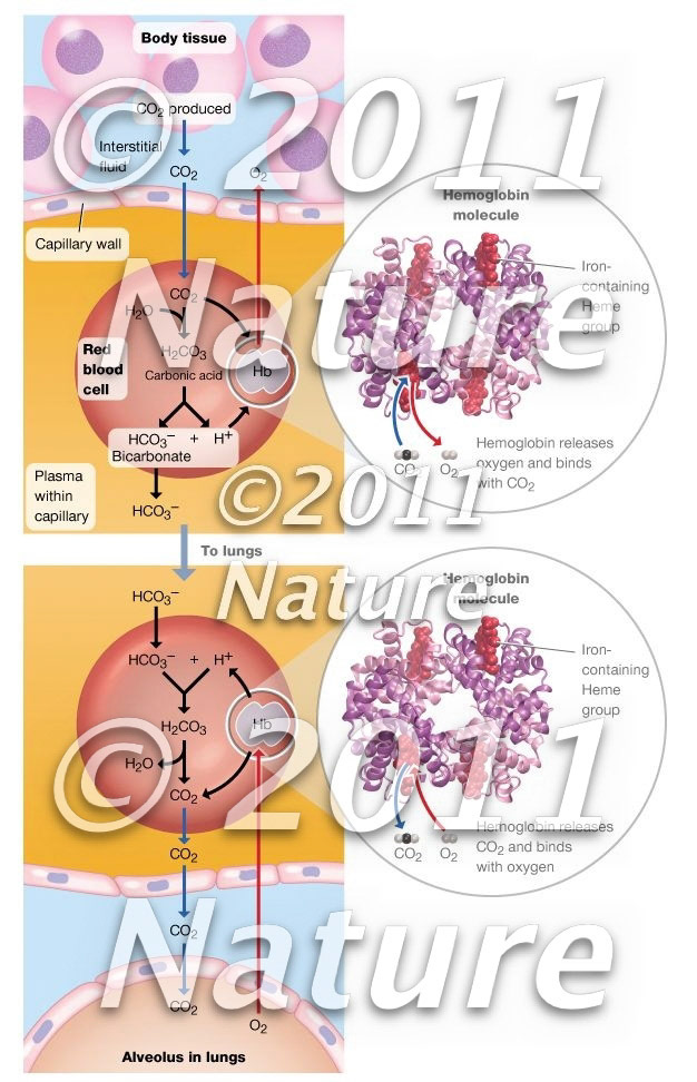 Oxygen, carbon dioxide transport between blood and tissues