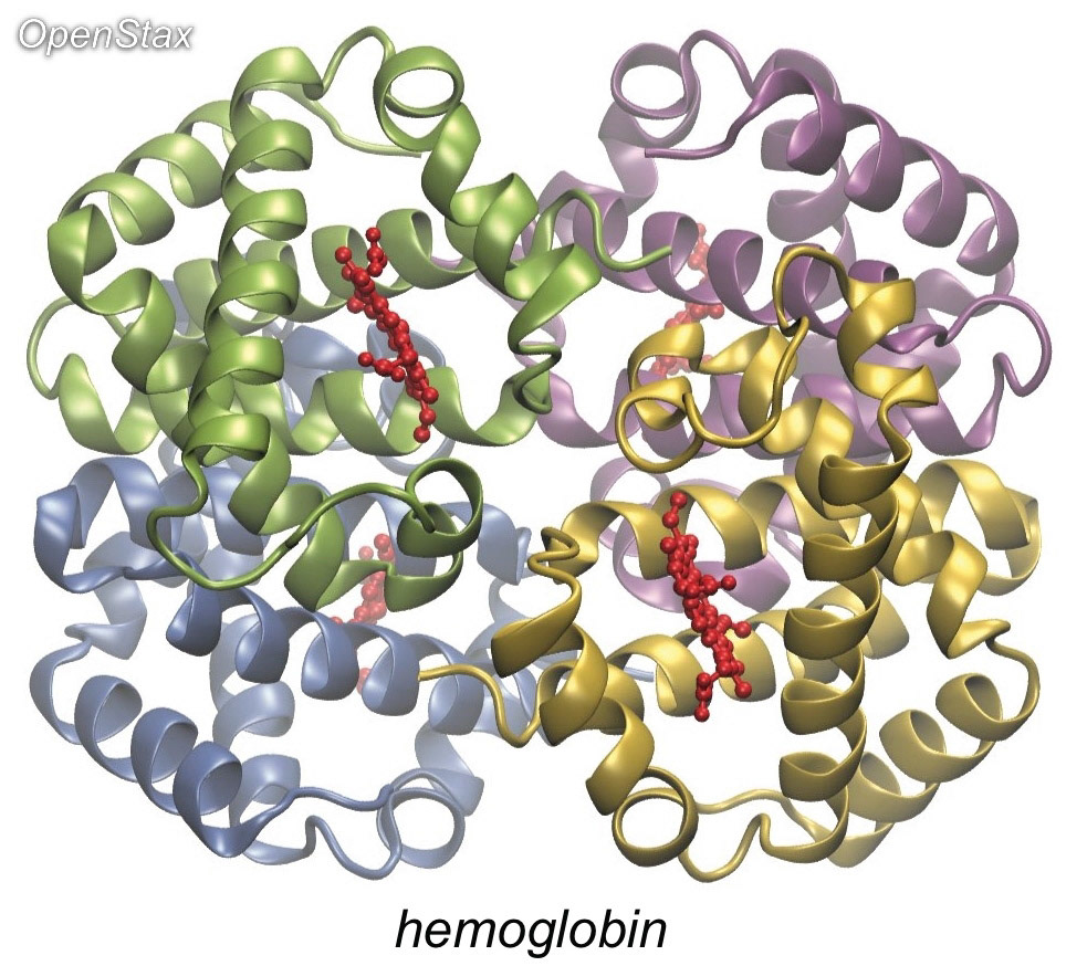 Hemoglobin