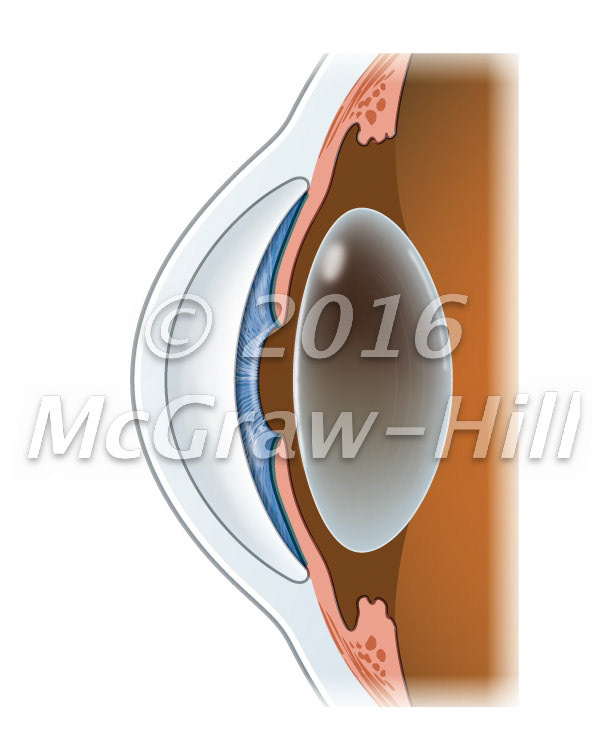 Cornea, lens of the eye
