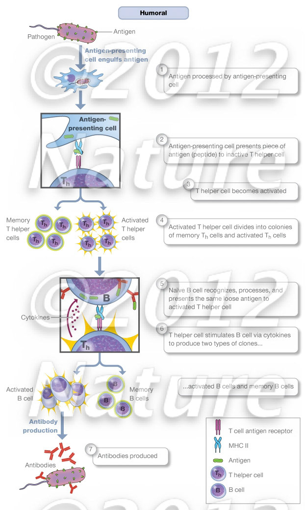 Humoral immunity