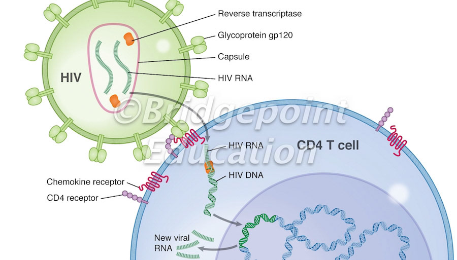 HIV viral replication