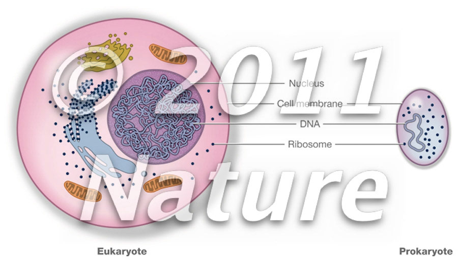 Eukaryote vs prokaryote