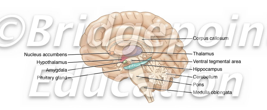 Brain structures involved in psychiatric conditions
