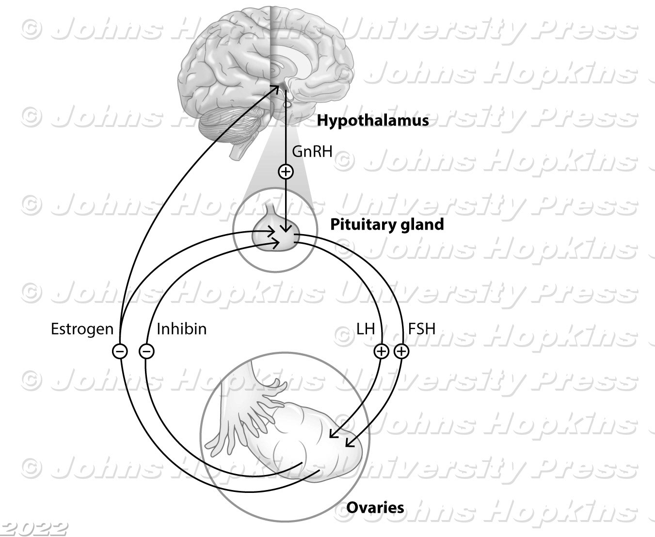 Hypothalamic-Pituitary-Ovarian Axis