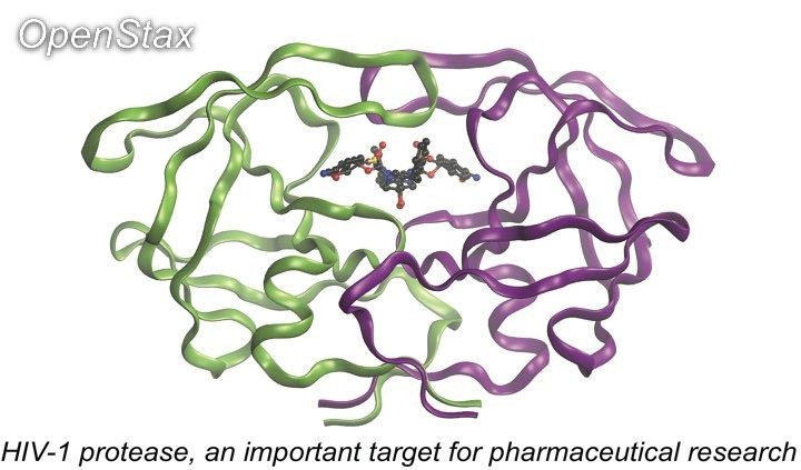 HIV-1 protease, an important target for pharmaceutical research