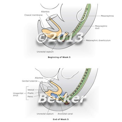 embryology, mesoderm