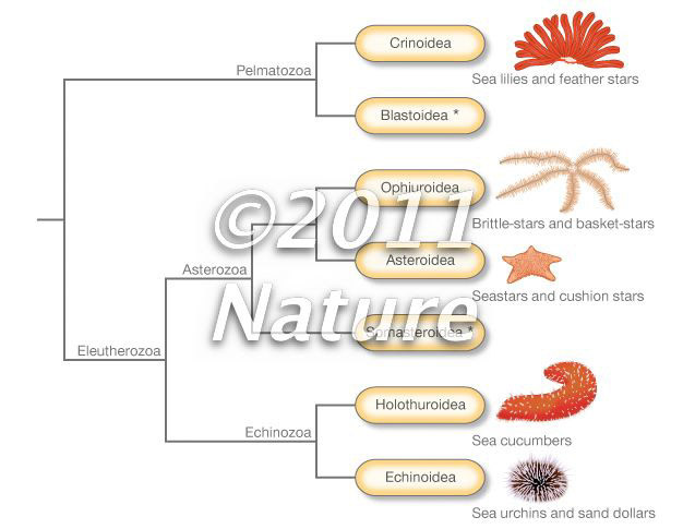 Metazoan lineage