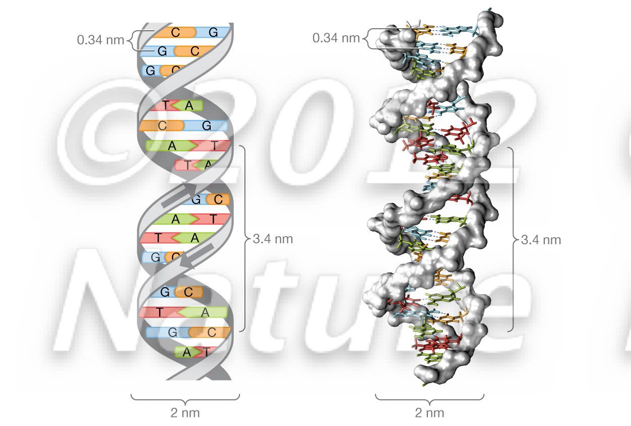 DNA dimensions