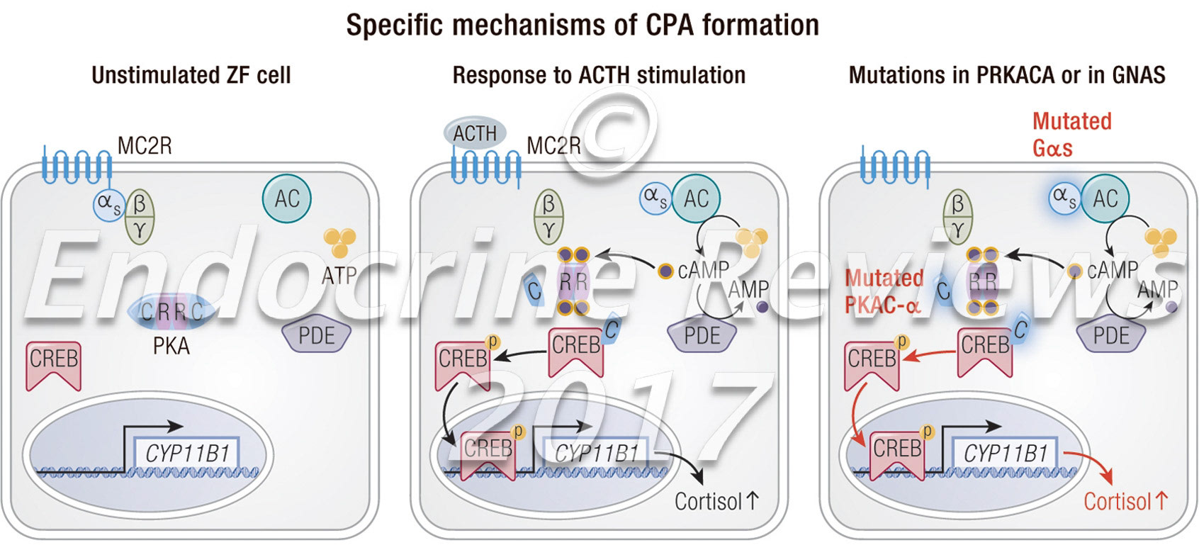Mechanisms of CPA formation