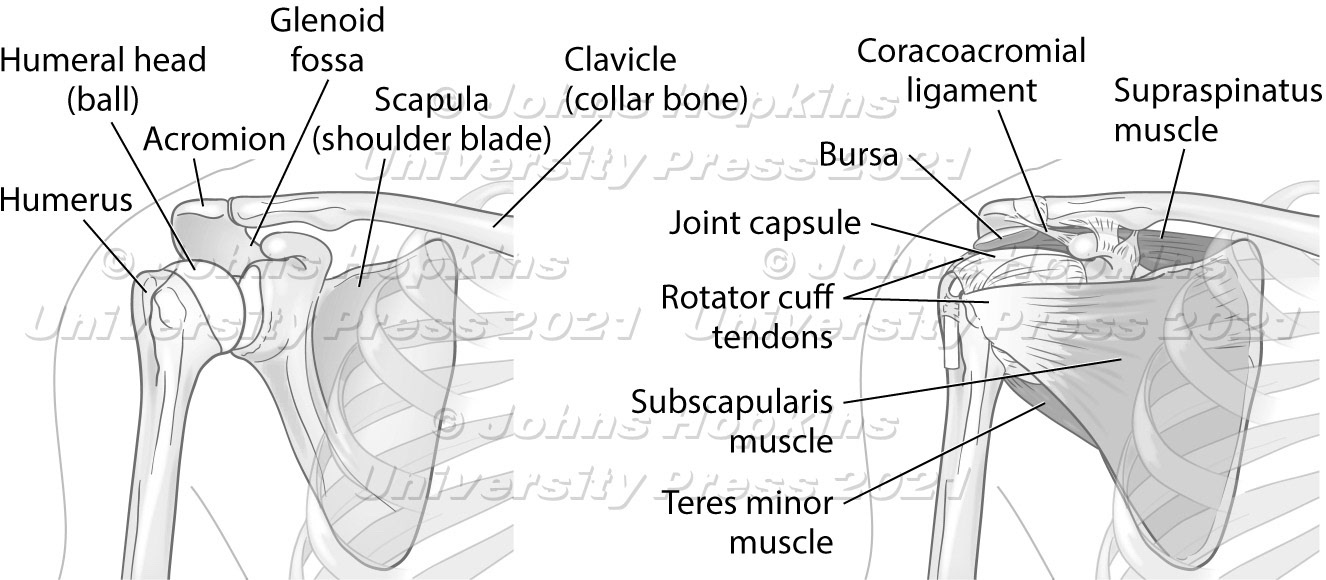 Shoulder anatomy with and without muscles
