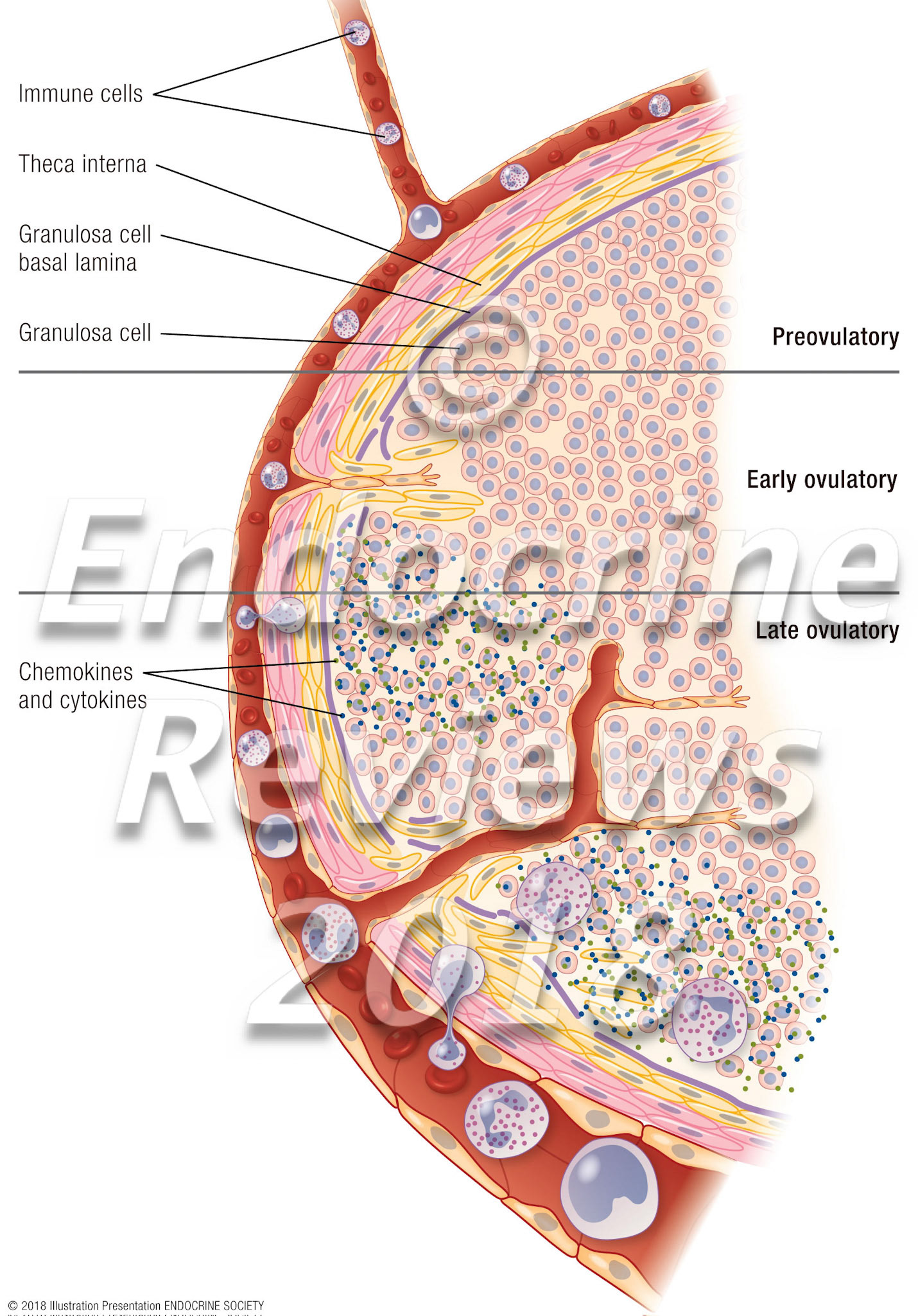 Ovulatory follicle: Capillary growth