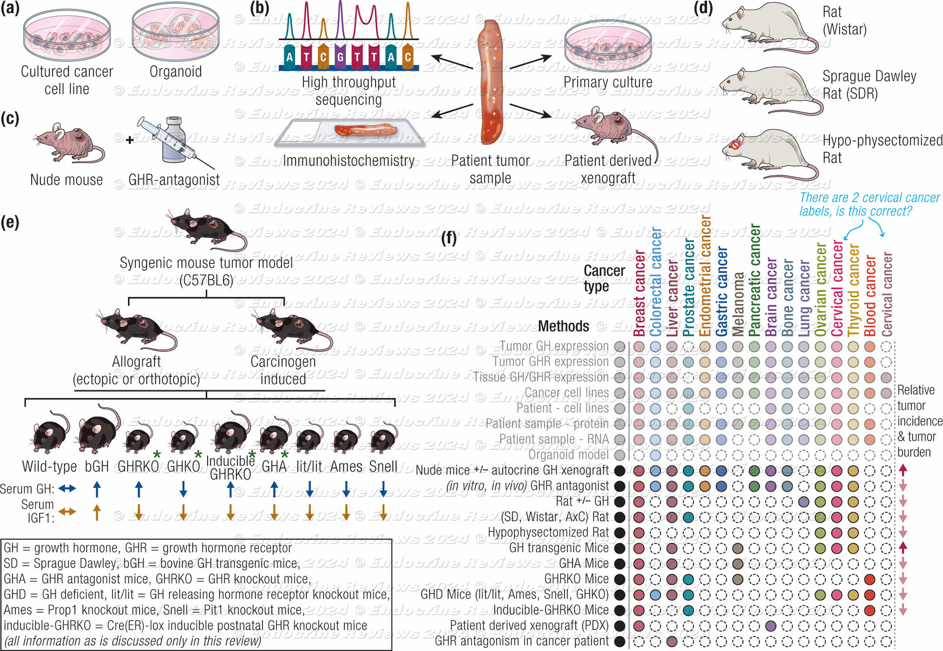 Materials and Methods in the Study of GH Action in Cancer