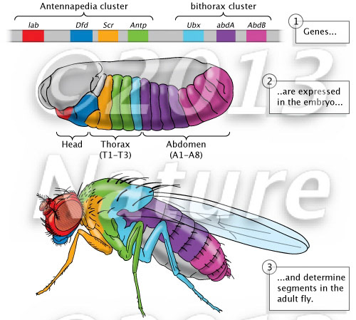Drosophila Hox genes