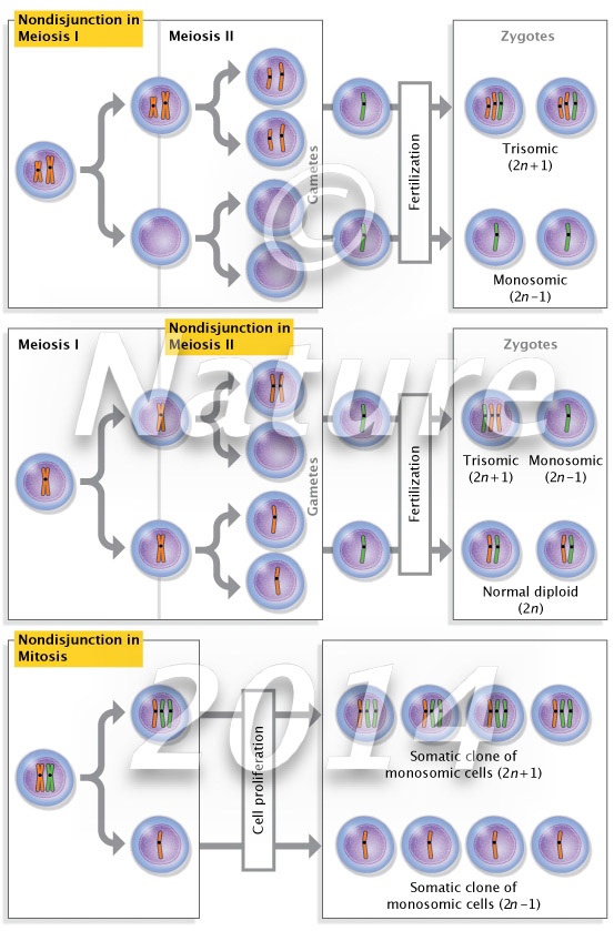Nondisjunction in Meiosis or Mitosis