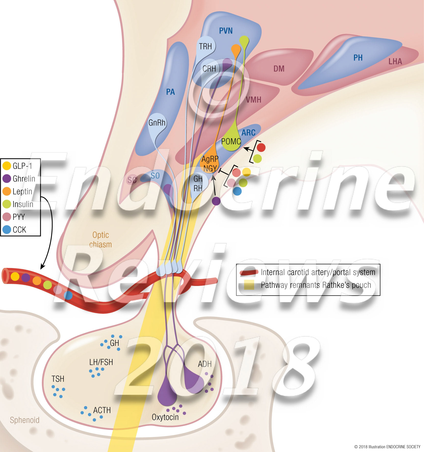 Schematic overview of the human hypothalamus