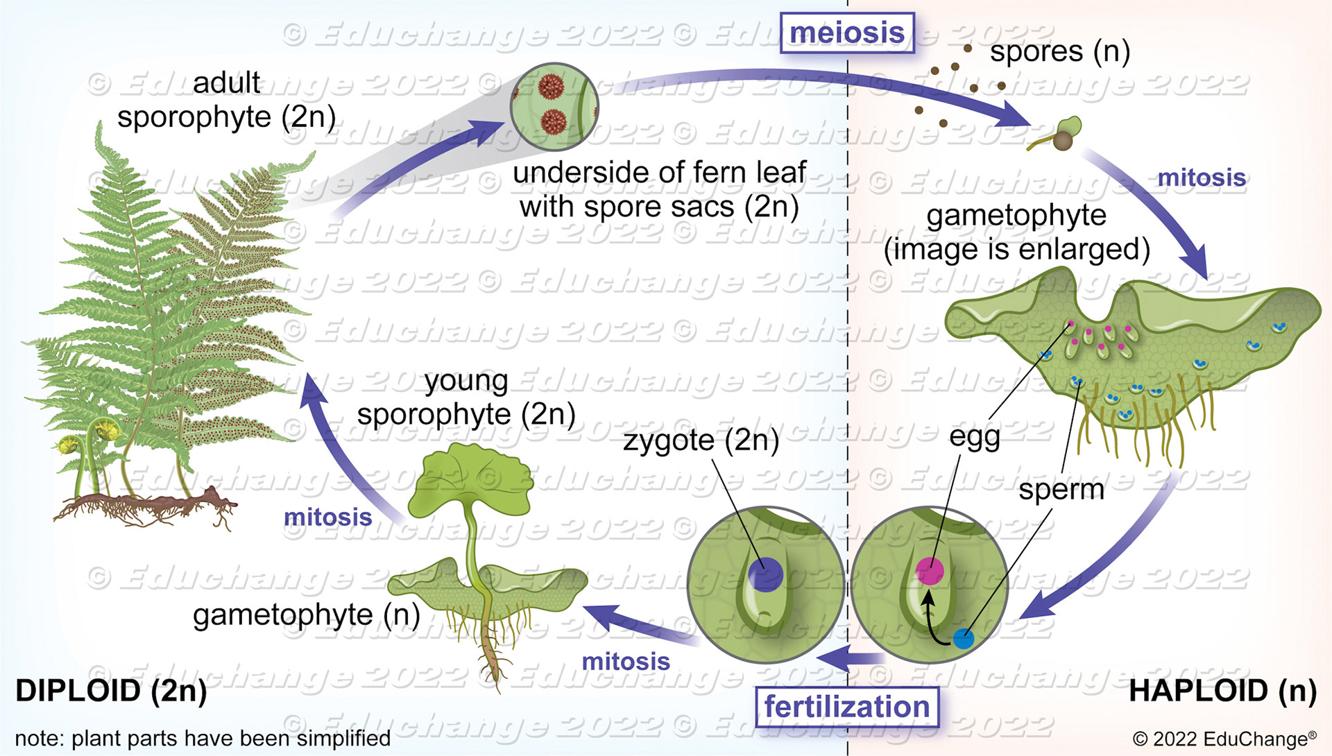 Fern life cycle