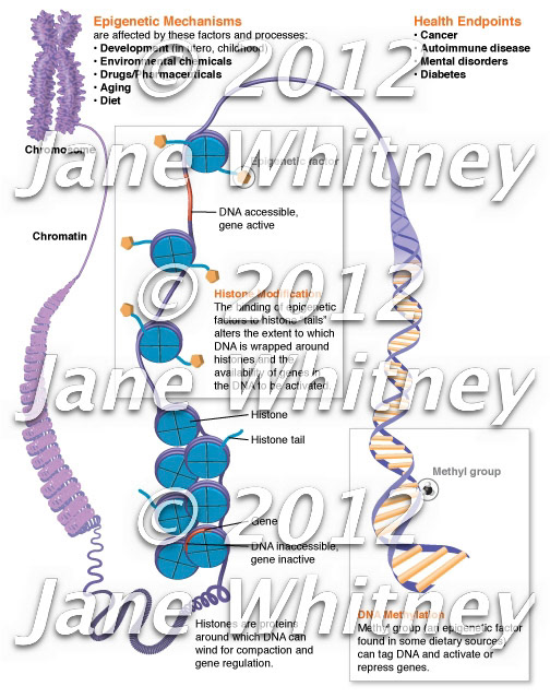 DNA epigenetic mechanisms