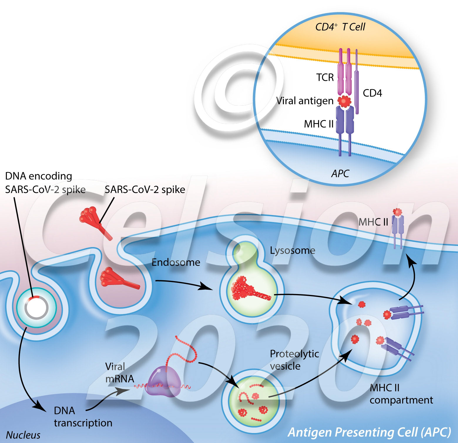 TheraPlas vaccine MOA
