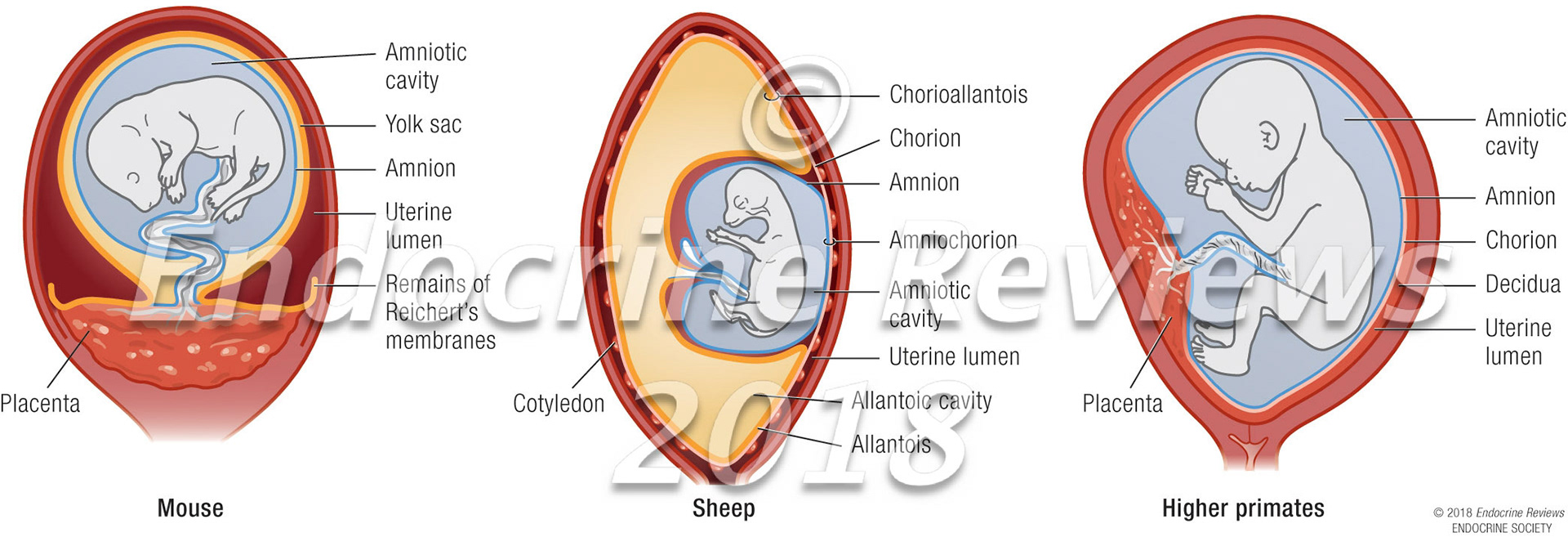 Membranes and placenta comparison: mouse, sheep, human