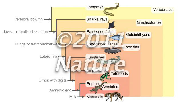 Vertebrate phylogeny