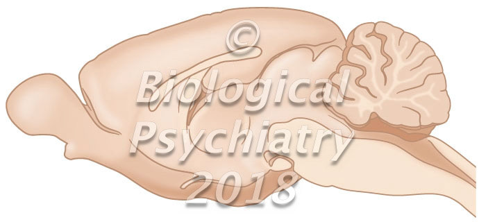 Mouse brain, midsagittal