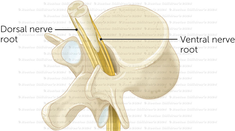 Lumbar vertebra and nerve roots