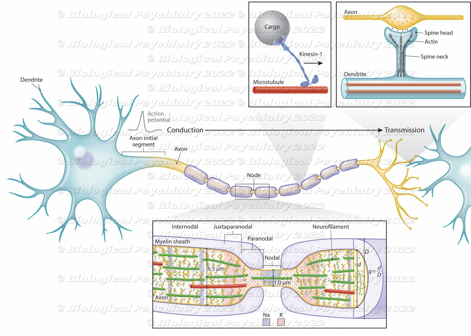 Nerve conduction and transmission: Key cellular components
